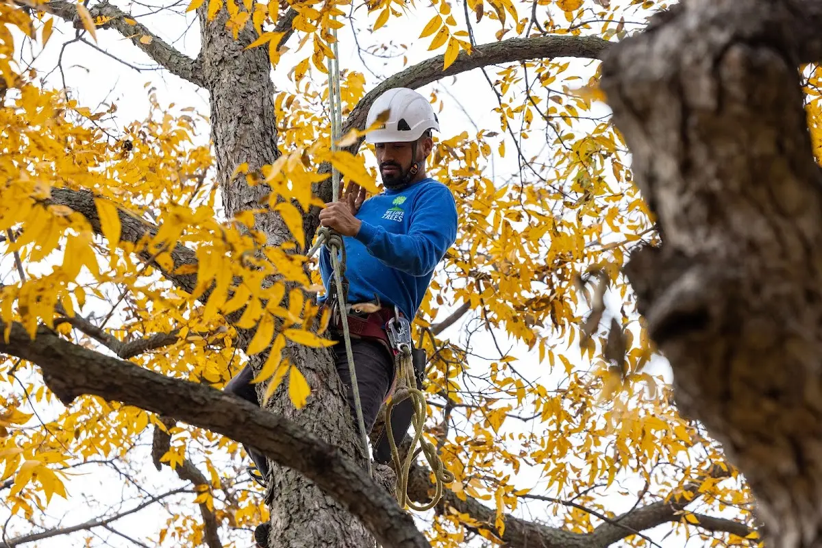 Skilled Tree Pruning crew working in Redgranite
